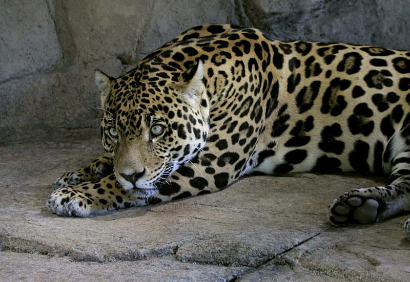 jaguar - woodland park zoo